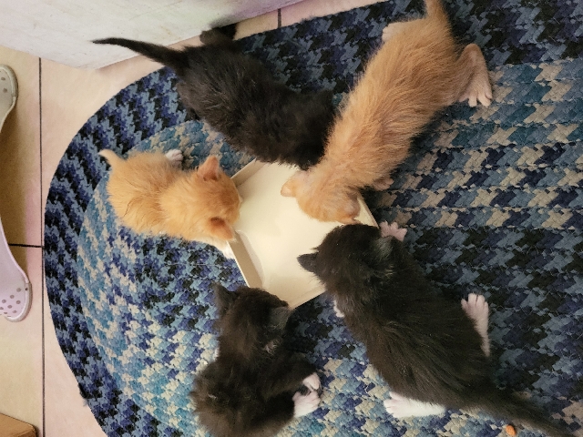Free kittens
