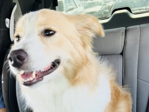 Pure Bred border collie