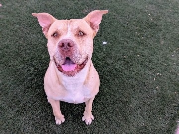 American Pit Bull Terrier – Pitbull terrier – Phoenix