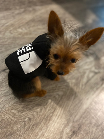 Yorkshire Terrier – Stylez