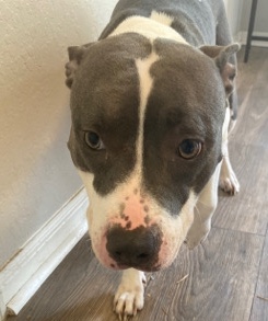 American Pit Bull Terrier – Pit Bull