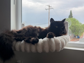 Norwegian Forest cat – Affectionate Long hair Cat for Adoption in Paramount – Costa Mesa