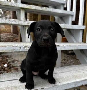 Labrador Retriever – Pitbull/labrador mix