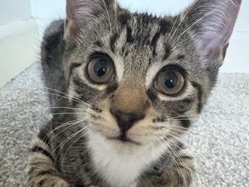 Tabby Boy Kittsn