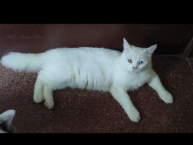 Others - Persian and Turkish Breed available for adoption in Coimbatore