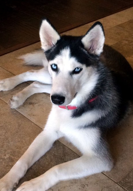 Siberian Husky – Siberian Husky for sale