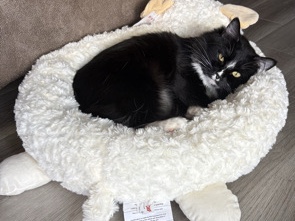 Maine Coon – Chanel – Phoenix