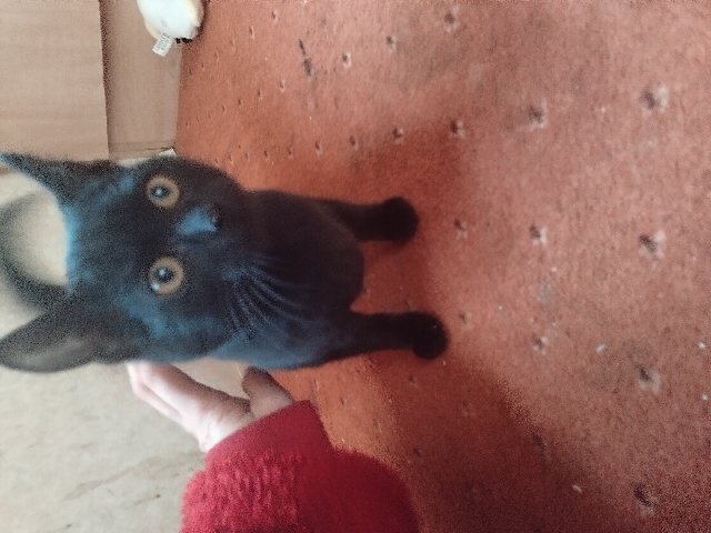 5-6month old female kitten