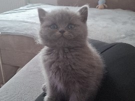 British Longhair – katze – Solingen