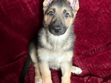 German Shepherd – German Shepherd puppies – Burton