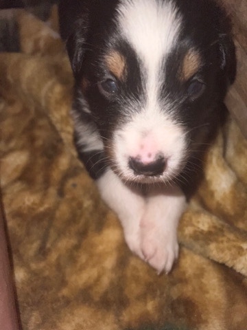 Australian Shepherd – Australian Shepherd puppies for sale