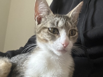 Others - Nyla available for adoption in Quincy