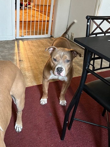 American Bulldog – bully rehome