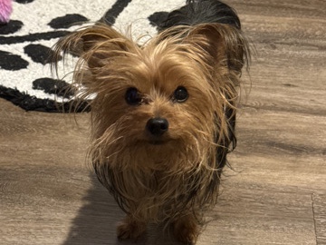 Yorkshire Terrier – Can someone give my dog the quality of life I cannot – Macon
