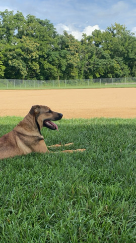 German Shepherd – Rehoming