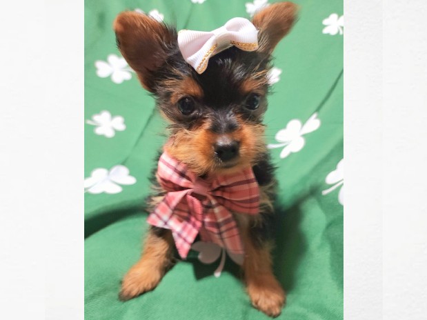 Yorkshire Terrier – Yorkie Female, Macomb Michigan – Macomb