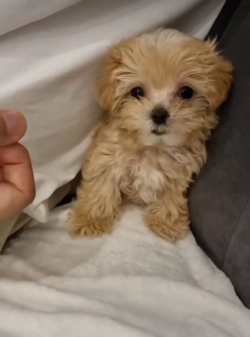 Shih Tzu – t-cup yorkie