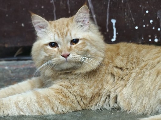 Persian (Modern) – Cute Fluffy Persian Cat for Sale – Healthy & Home Raised – Lucknow