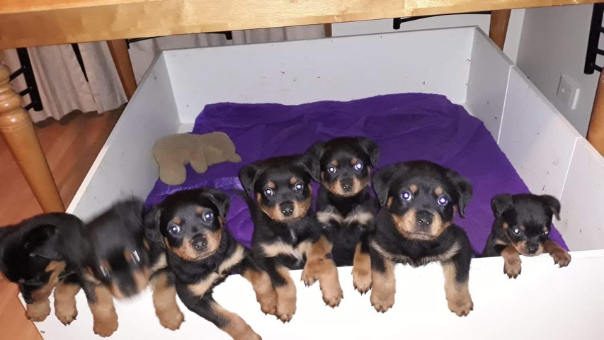 Rottweiler – Purebred Rottweiler Puppies for Sale