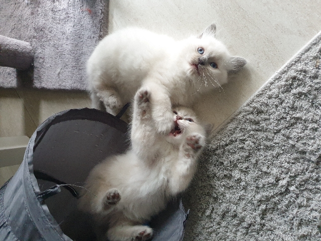 Ragdoll β Adorable ragdoll kittens - AVAILABLE NEXT WEEK!!