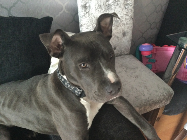 American Staffordshire Terrier – beautiful staff x bully