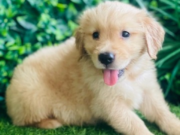 Golden Retriever 