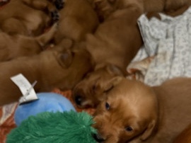 Golden Retriever – Golden Retriever puppy – El Monte