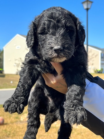Poodle – golden doodles