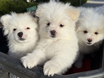 Pomeranian Puppies – Oxnard