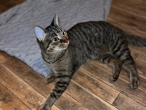 American Shorthair – Tyger girl – Cleveland
