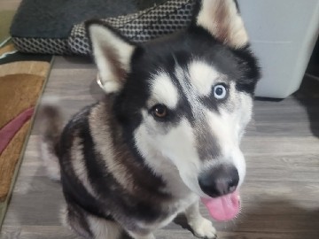 Siberian Husky - Husky and her 6 puppies available for adoption in Dallas