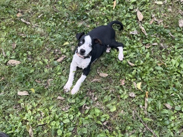 German Shepherd – Princess (Dog) – Woodlawn