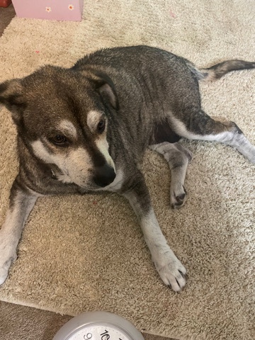 Labrador Husky – Mia