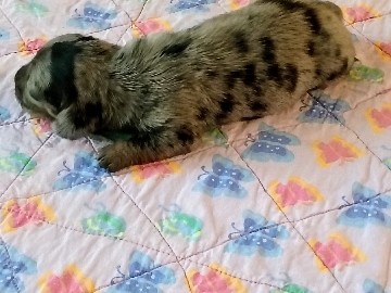 Dachshund – AKC Registered Miniature Isabella/Silver Dapple Puppy – Branford