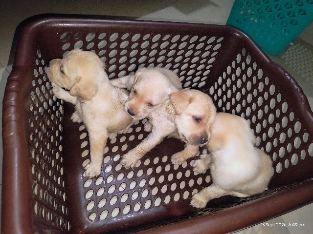Labrador Retriever – pure Labrador puppy – Lucknow