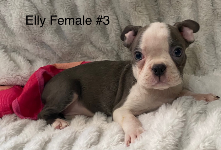 Boston Terrier – AKC Boston Terrier