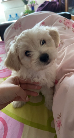 bichon puppies