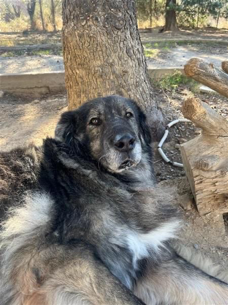Spartakus looking for a home