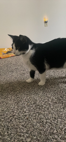 American Shorthair – cat-rehome