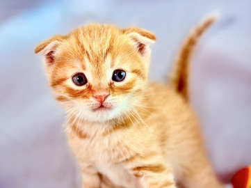 Scottish Fold – Rusty