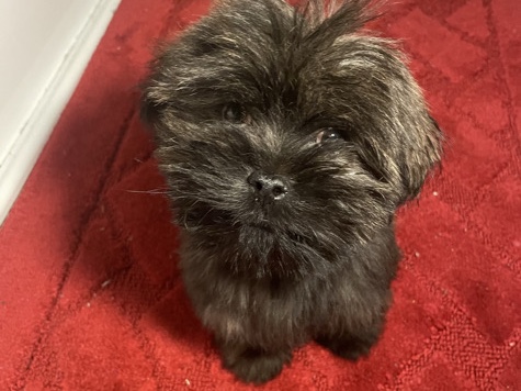 Shih Tzu – Puppy for sale – Willingboro