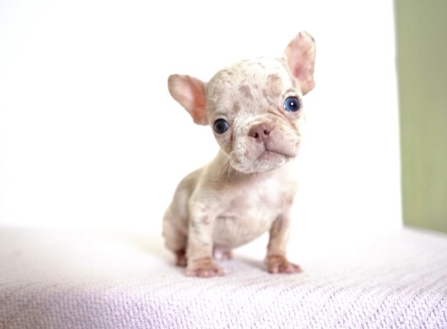 French Bulldog – french bulldog Isabella merle