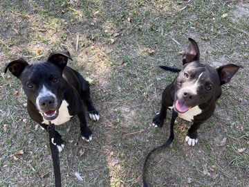 American Pit Bull Terrier – Rehoming my 2 dogs – Crosby