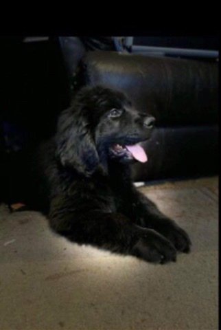 Newfoundland – Newfoundland (purebred)