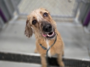 Mixed Breed – 1 year 3 months terrier mix looking for new home – West Des Moines