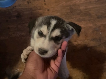 Siberian Husky – Husky 3 in AZ – Albuquerque