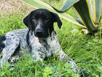 Mixed Breed – Frea – Batumi