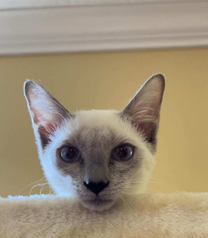 Siamese – Beautiful Sweer Amazing Kittens❣️