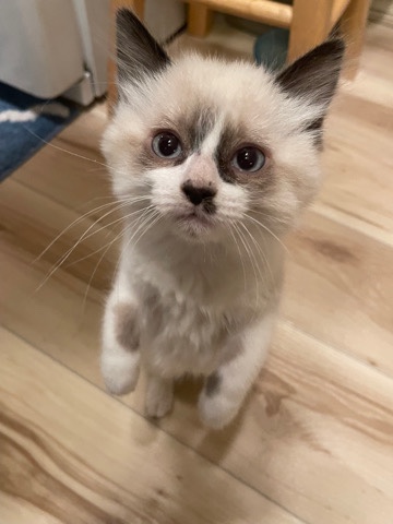 Snowshoe Siamese Kitten