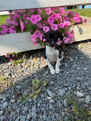 Fox Terrier (Smooth) – Fox terror puppies
